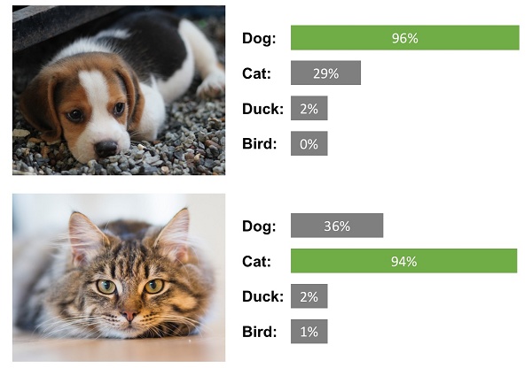 Foto de um cachorro e um gato